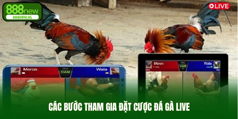 Các bước tham gia đặt cược đá gà live  