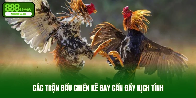 Các trận đấu chiến kê gay cấn đầy kịch tính