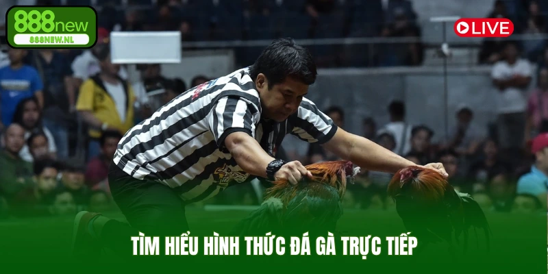 Tìm hiểu hình thức đá gà trực tiếp